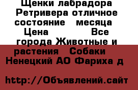 Щенки лабрадора Ретривера отличное состояние 2 месяца › Цена ­ 30 000 - Все города Животные и растения » Собаки   . Ненецкий АО,Фариха д.